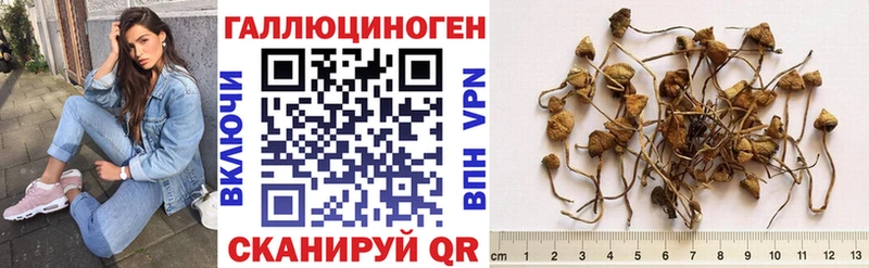 купить   Кореновск  Галлюциногенные грибы прущие грибы 